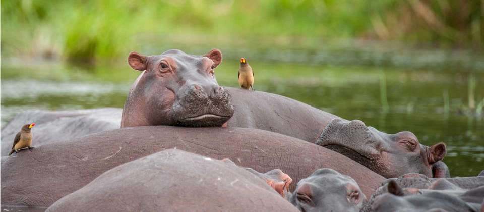 Best of Uganda - World Expeditions - Uganda - Image 5