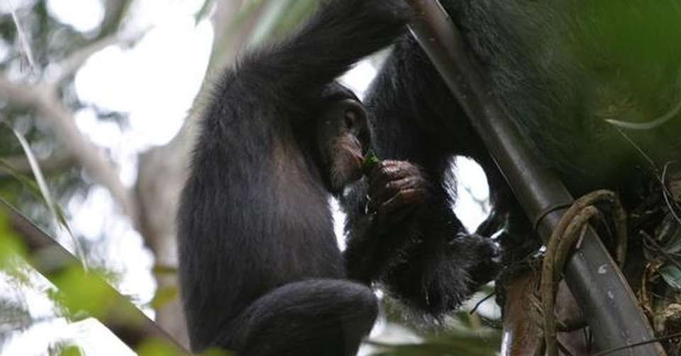 Best of Western Uganda Safari - Mak Global Consults Tours & Travel - Uganda - Image 3