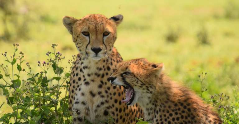 Best of Wildebeast Migration (8 days) trip - alternative tour available