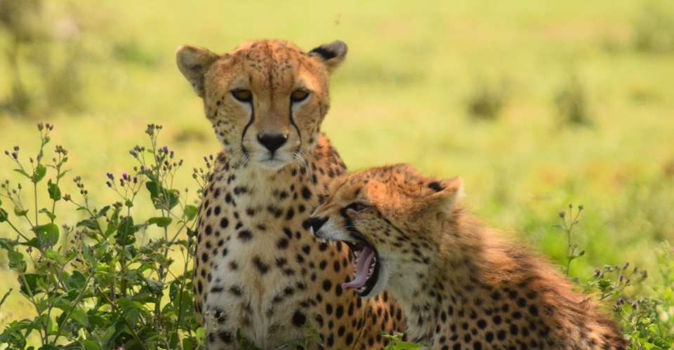 Best of Wildebeast Migration (8 days) - Northern Masailand Safaris - Tanzania - Image 1
