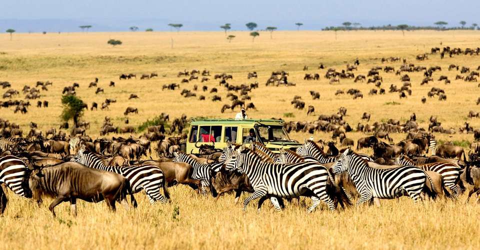 Best of Wildebeast Migration (8 days) - Northern Masailand Safaris - Tanzania - Image 2