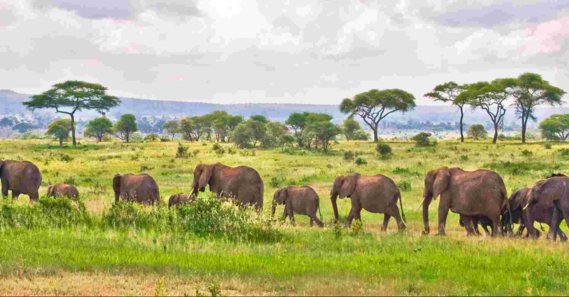 Best Serengeti and Ngorongoro Crater