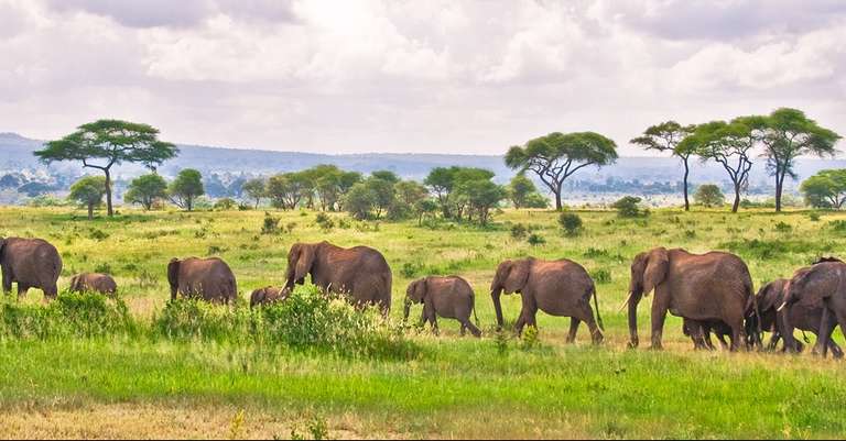 Best Serengeti and Ngorongoro Crater trip - alternative tour available