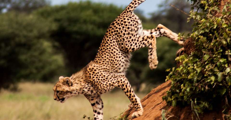 Best Serengeti and Ngorongoro Crater - undefined - Image 2
