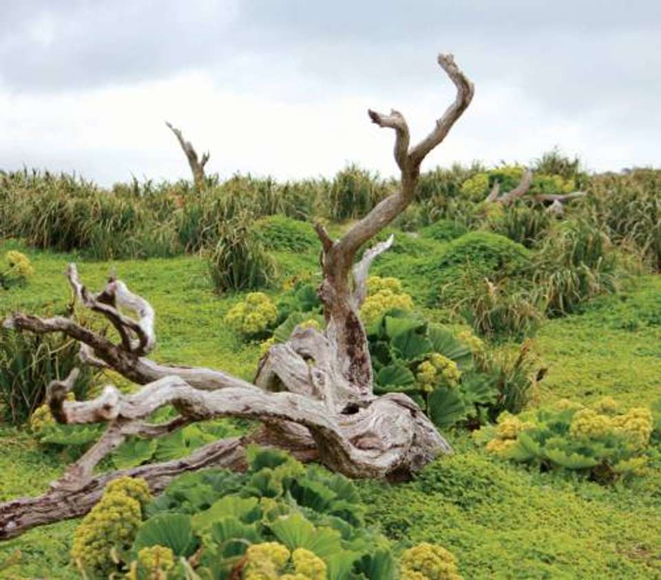 Beyond Fiordland: Wild Islands of New Zealand - undefined - Image 7