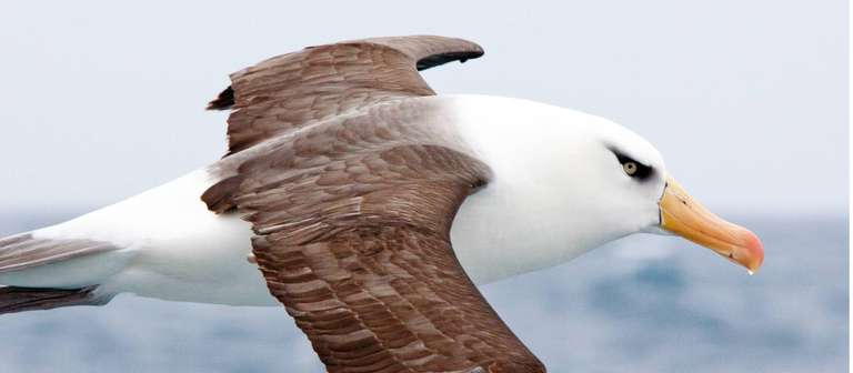 Beyond Fiordland: Wild Islands of New Zealand trip - alternative tour available
