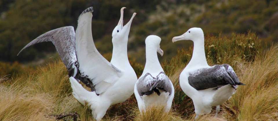 Beyond Fiordland: Wild Islands of New Zealand - undefined - Image 3
