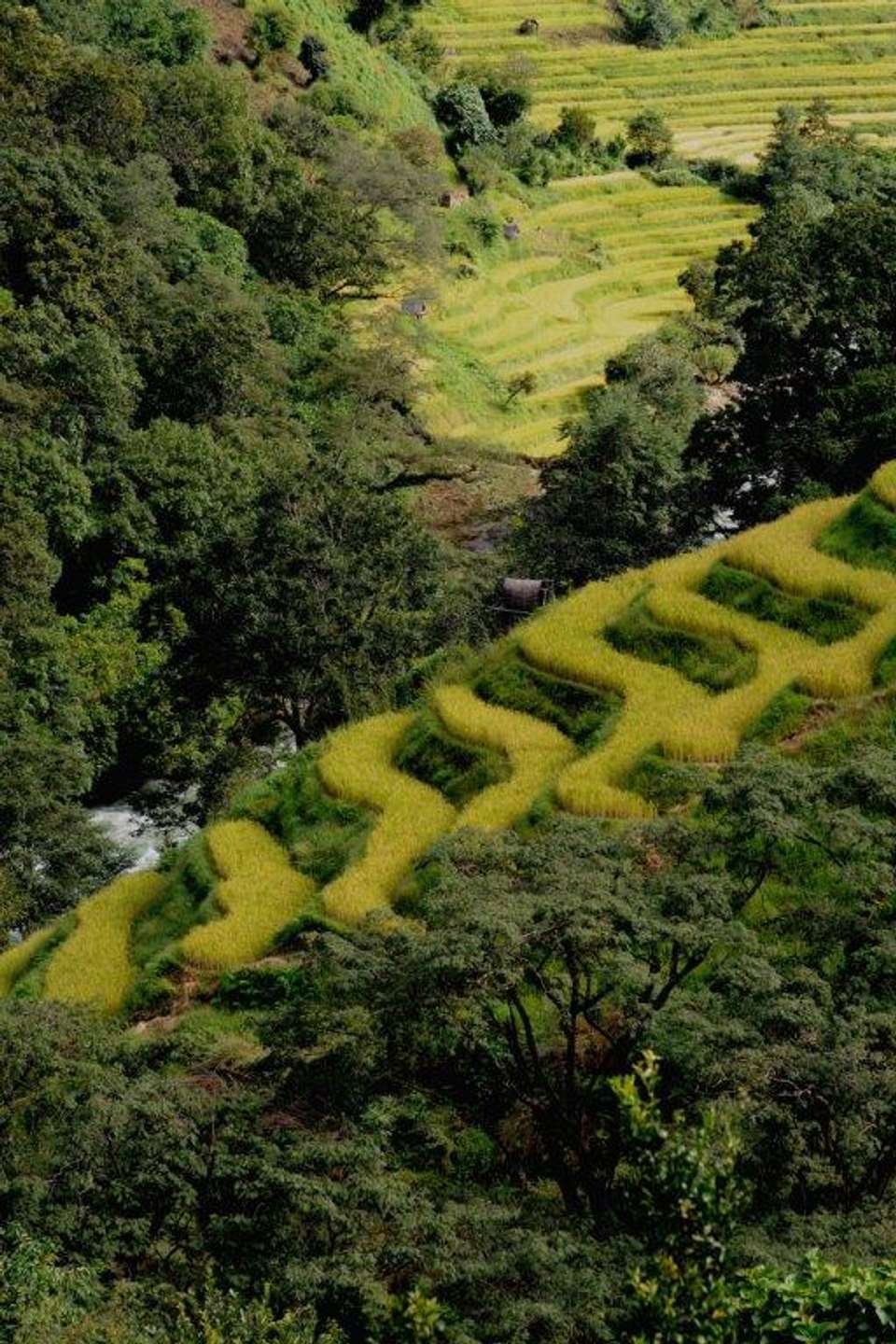Bhutan, 10 Days Tour (on Request) - Destination Services - Bhutan - Image 8