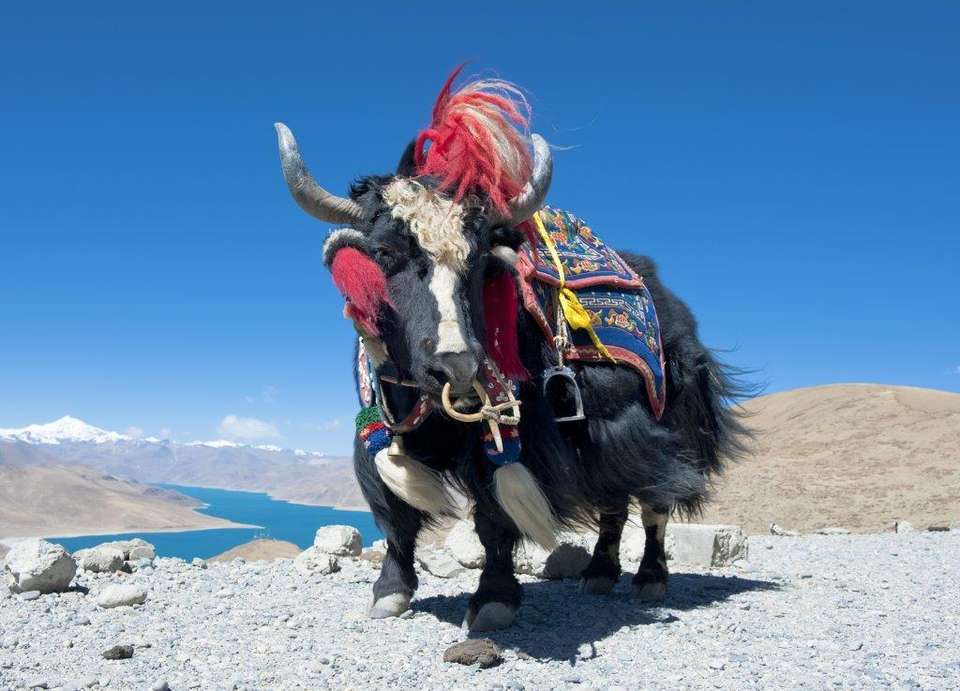 Bhutan, 12 Days Tour (on Request) - Destination Services - Bhutan - Image 9