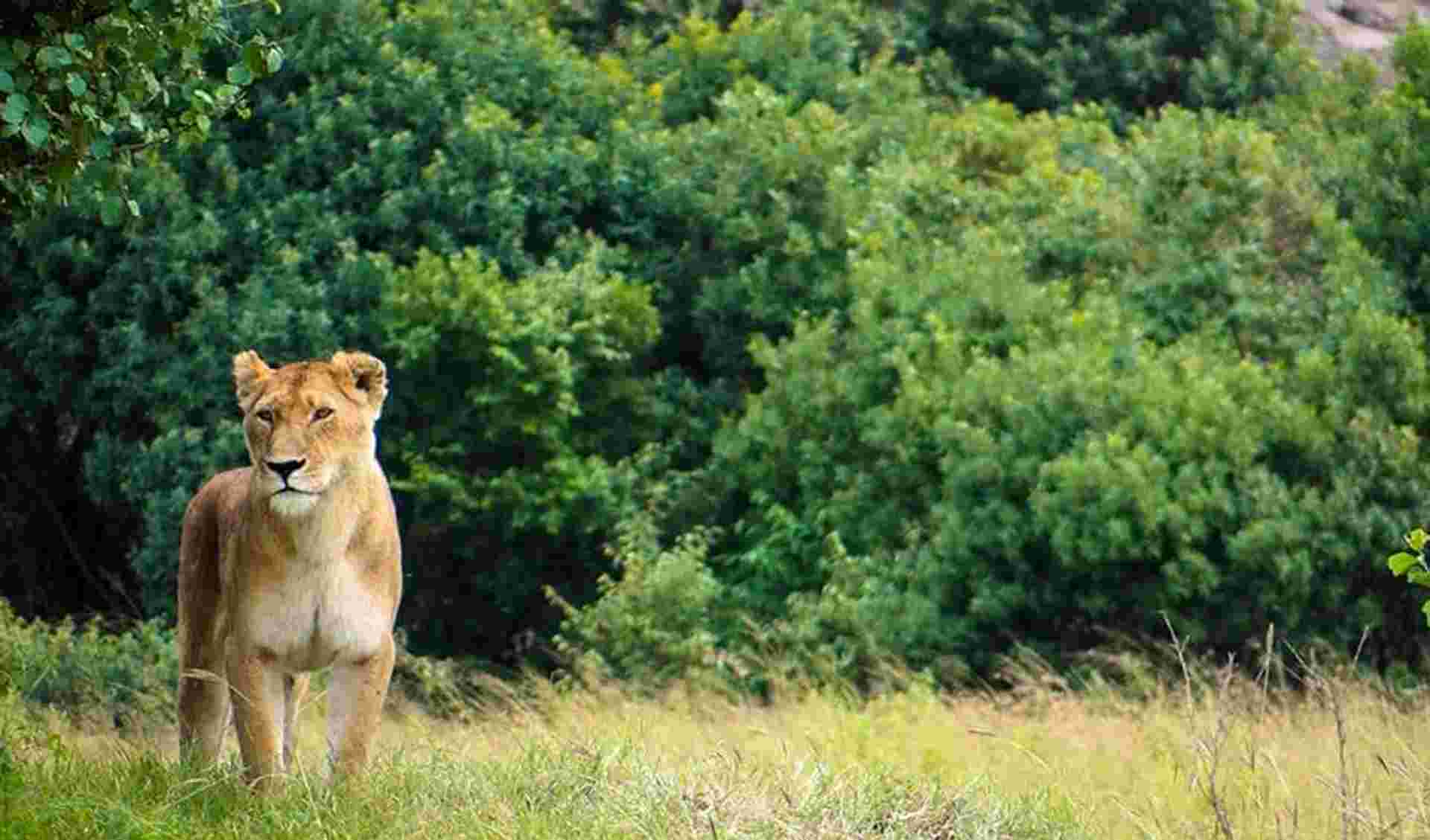Big Game Safari 8D/7N (Masai Mara, Lake Nakuru, Aberdare & Amboseli)