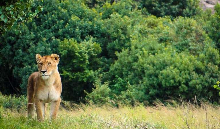 Kenya Tours for Young Adults: Big Game Safari 8D/7N (Masai Mara, Lake Nakuru, Aberdare & Amboseli)