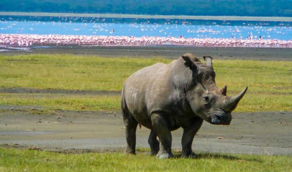 Big Game Safari 8D/7N (Masai Mara, Lake Nakuru, Aberdare & Amboseli) - Bamba - Kenya - Image 4