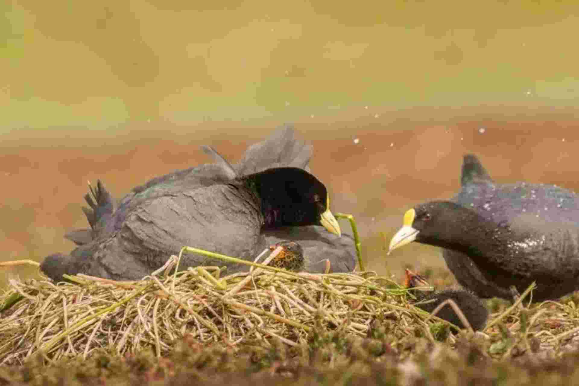 Birding in Torres del Paine National Park