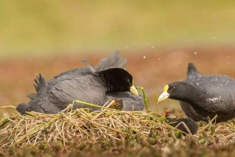 Birding In Torres Del Paine National Park - August 2026