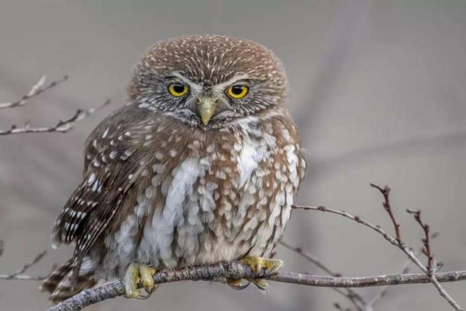 Birding in Torres del Paine National Park - Tangol Tours - Chile - Image 2