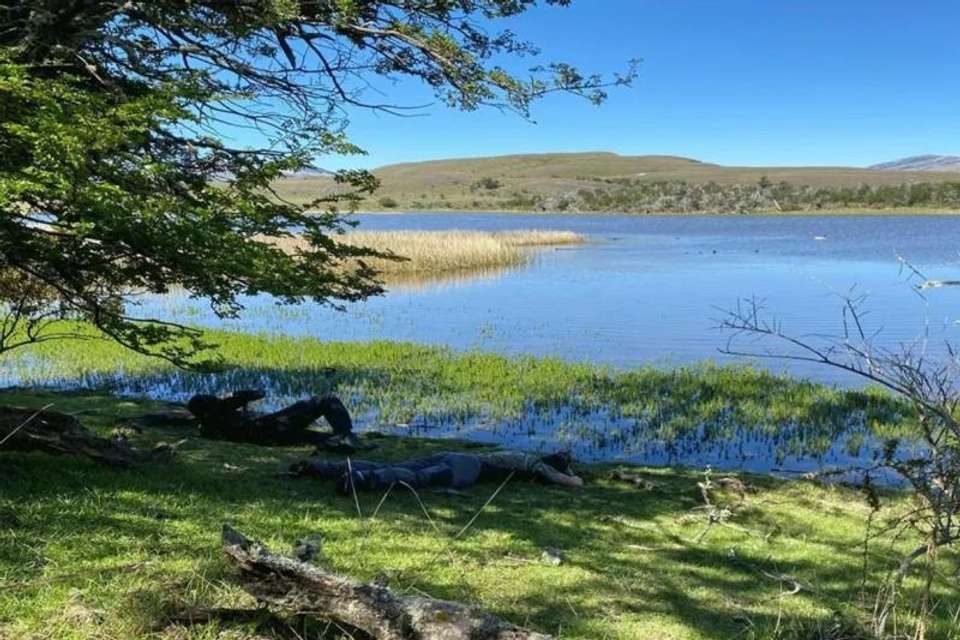 Birding in Torres del Paine National Park - Tangol Tours - Chile - Image 3