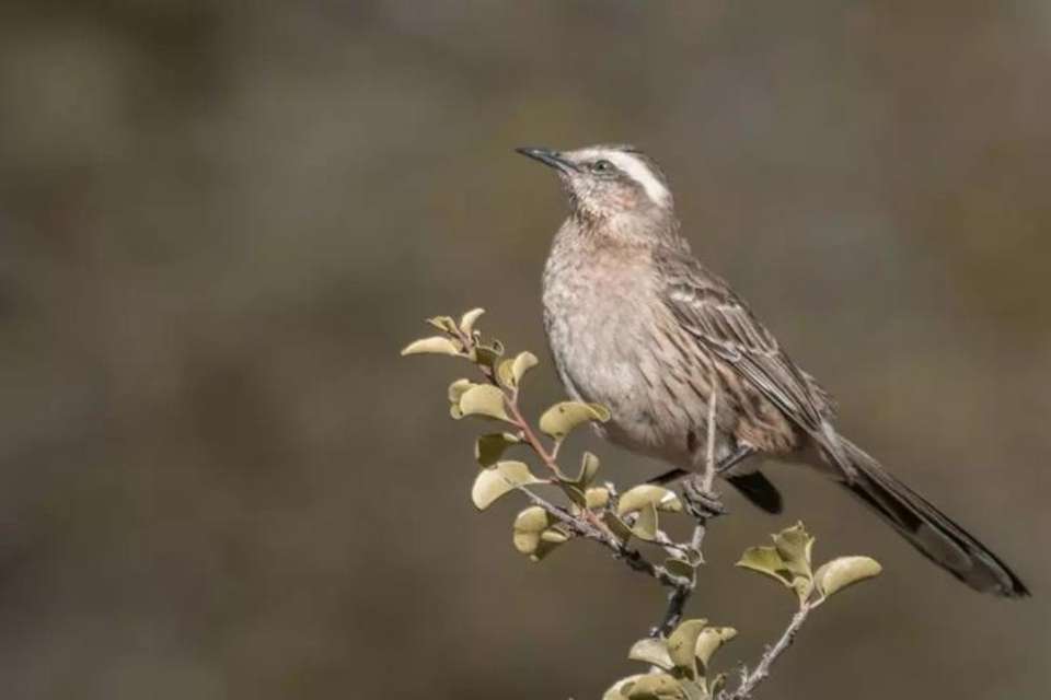 Birding in Torres del Paine National Park - Tangol Tours - Chile - Image 5