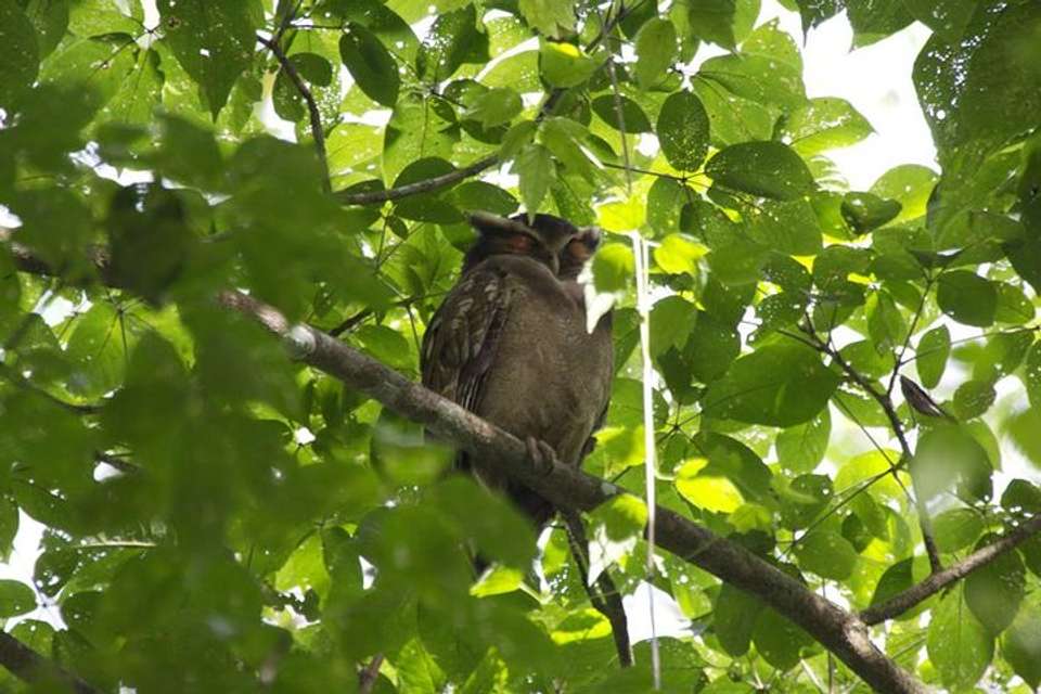 Birding Watching Tour From San José - Destination Services - Costa Rica - Image 4