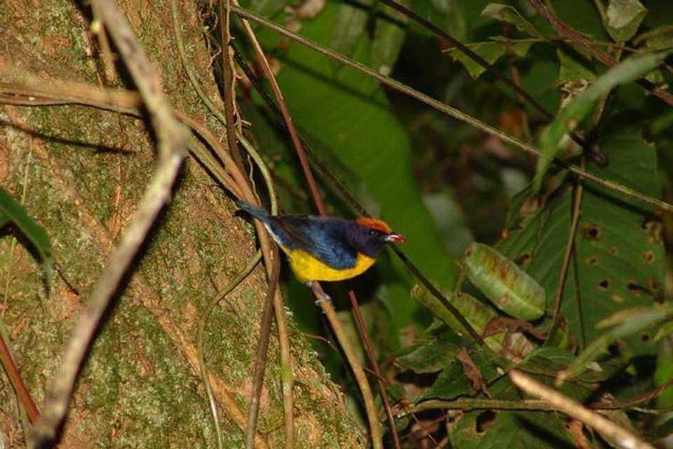 Birding Watching Tour From San José - Destination Services - Costa Rica - Image 5