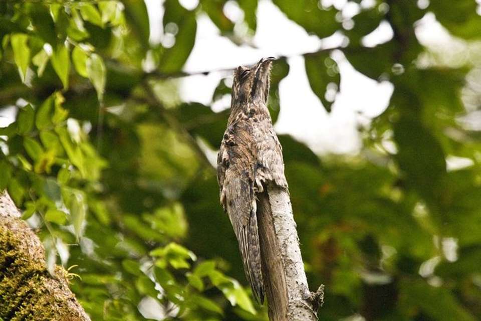 Birding Watching Tour From San José - Destination Services - Costa Rica - Image 6