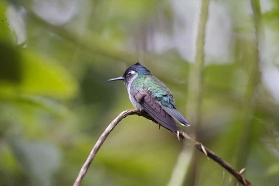Birding Watching Tour From San José - Destination Services - Costa Rica - Image 7