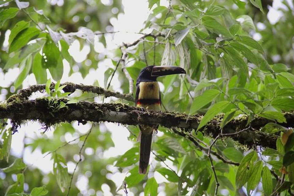 Birding Watching Tour From San José - Destination Services - Costa Rica - Image 8
