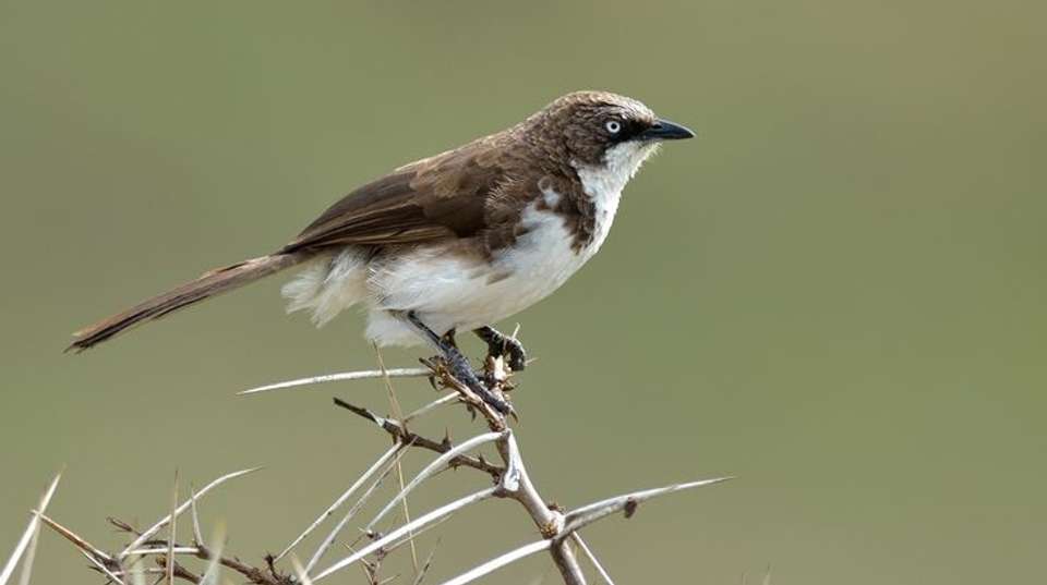 Birdwatching  & Mammals Safari | 10 Days - Expect In Africa Safari - Tanzania - Image 9