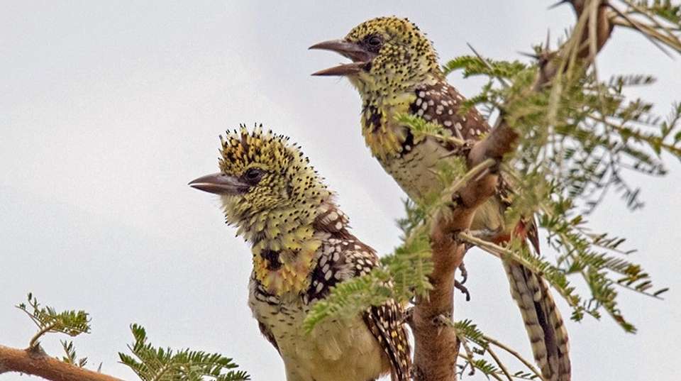 Birdwatching  & Mammals Safari | 10 Days - Expect In Africa Safari - Tanzania - Image 10