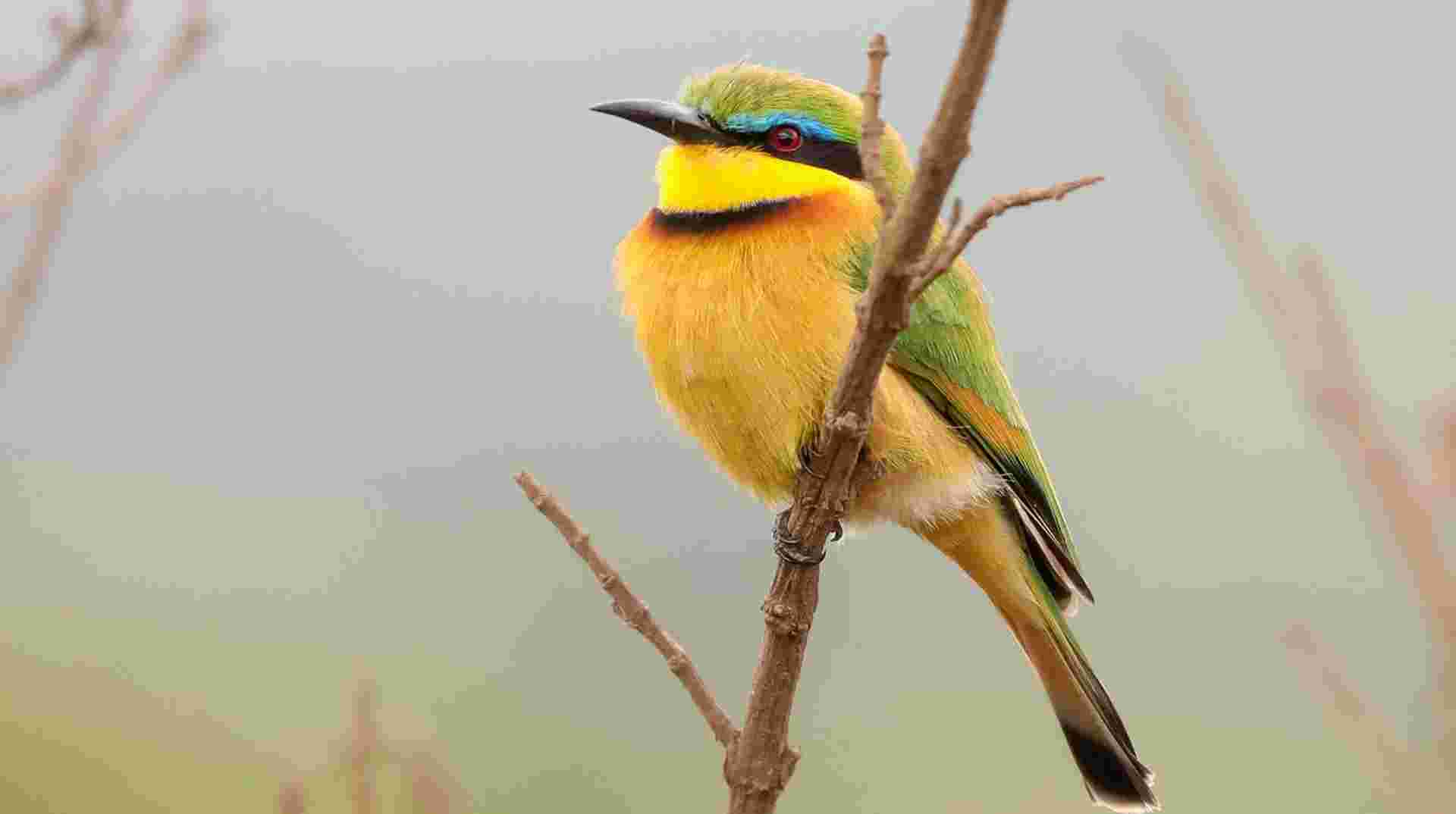 Birdwatching & Mammals Safari | 10 Days