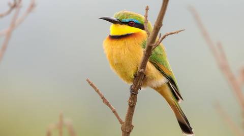 Romantic Tour: Birdwatching & Mammals Safari | 10 Days