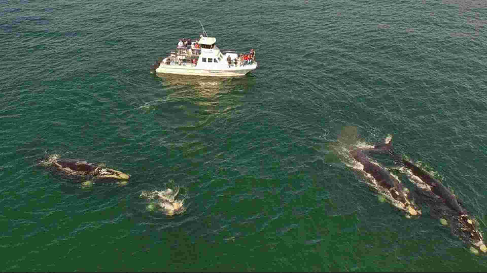 Cape Town Whale Watching Tour