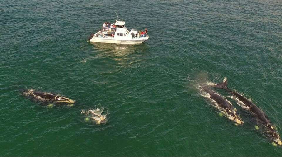 Cape Town Whale Watching Tour - Cape Town Day Tours - South Africa - Image 1