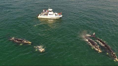 Private Tours: Cape Town Whale Watching Tour