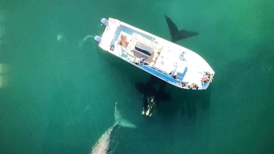 Cape Town Whale Watching Tour - Cape Town Day Tours - South Africa - Image 2