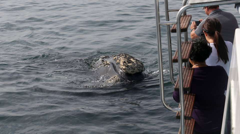 Cape Town Whale Watching Tour - Cape Town Day Tours - South Africa - Image 5