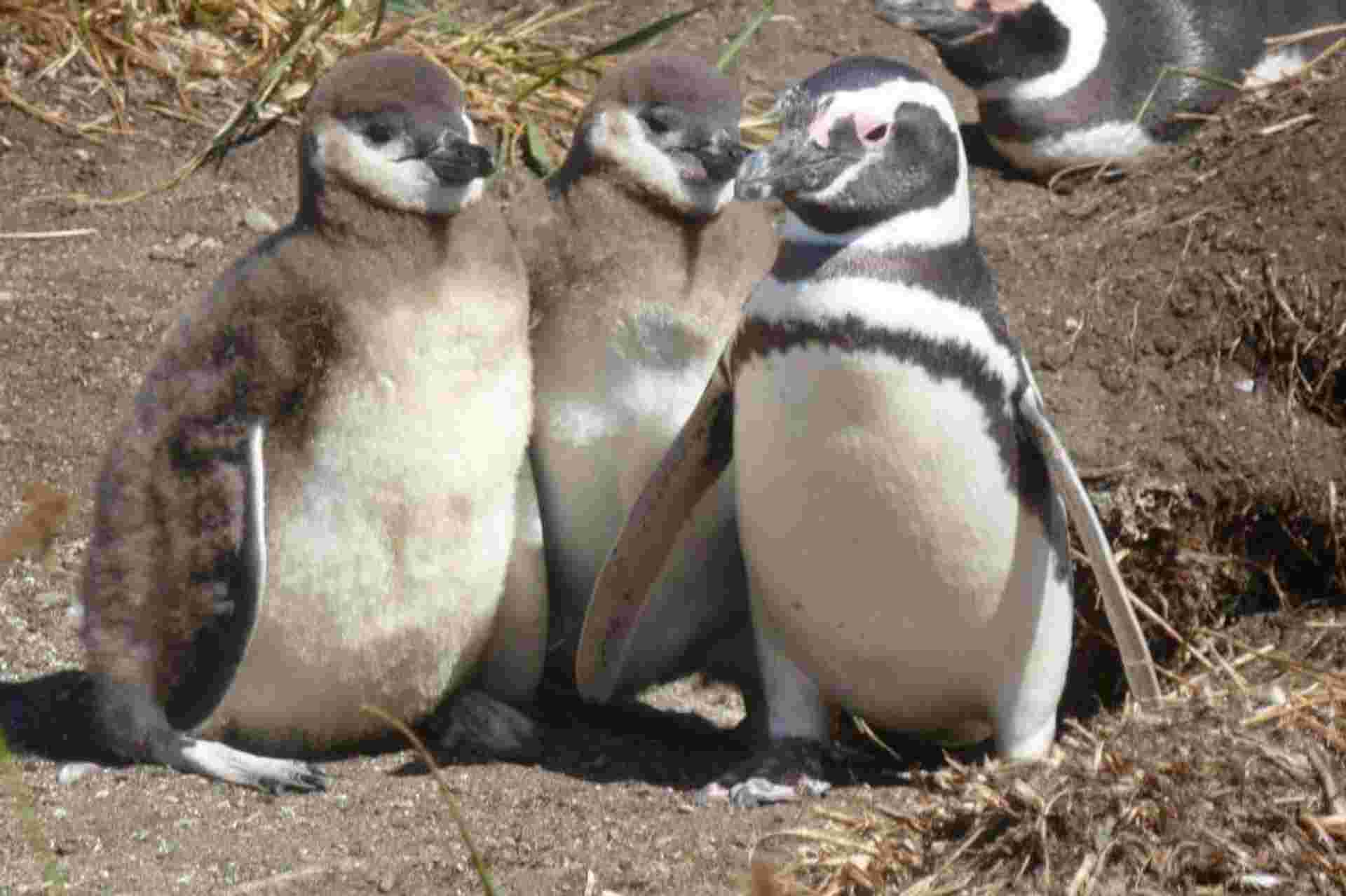 Boat Trip to Penguin Colony from Ushuaia