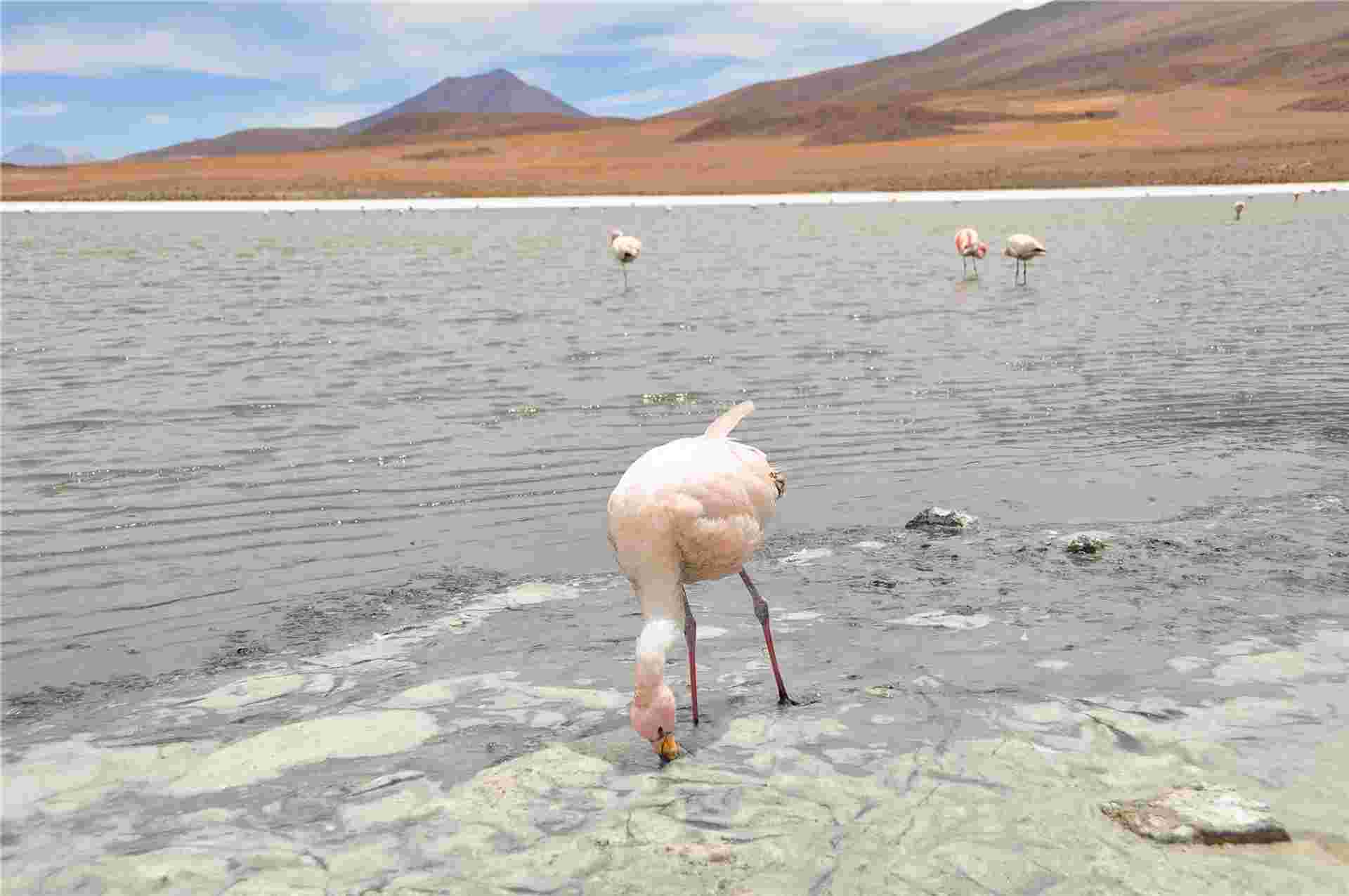 Bolivia Explorer 9D/8N