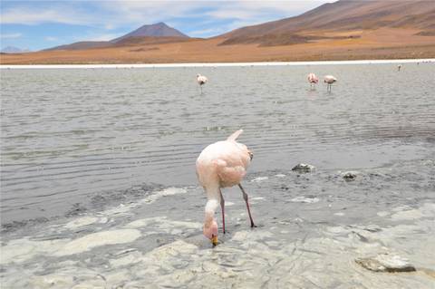 Bolivia Explorer 9d/8n