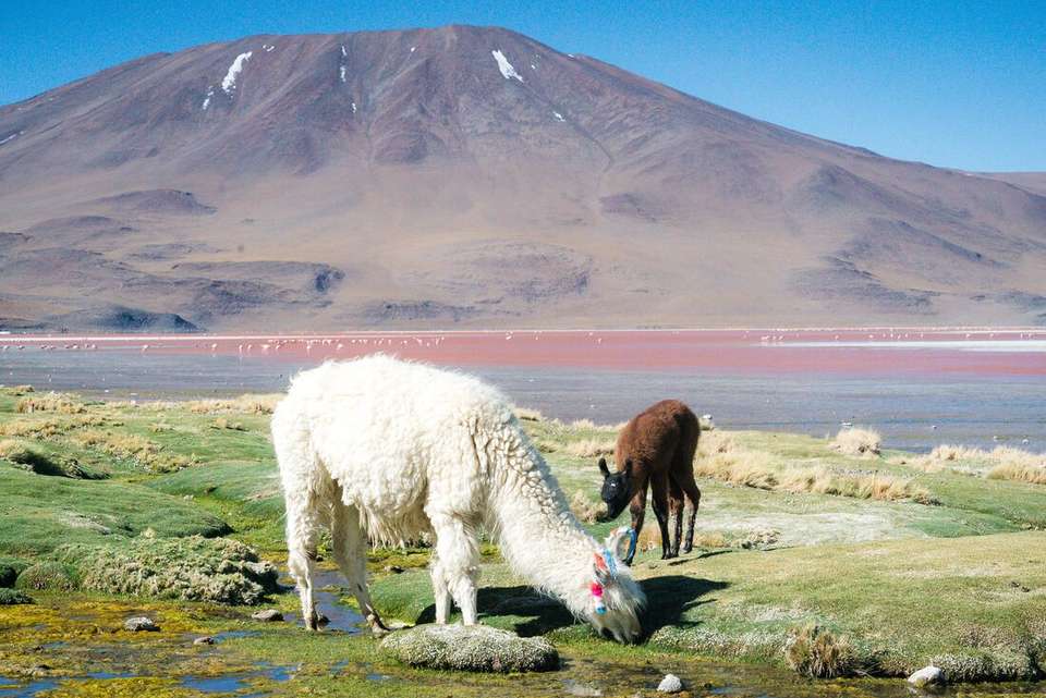 Bolivia Highlights - Intrepid Travel - Bolivia
