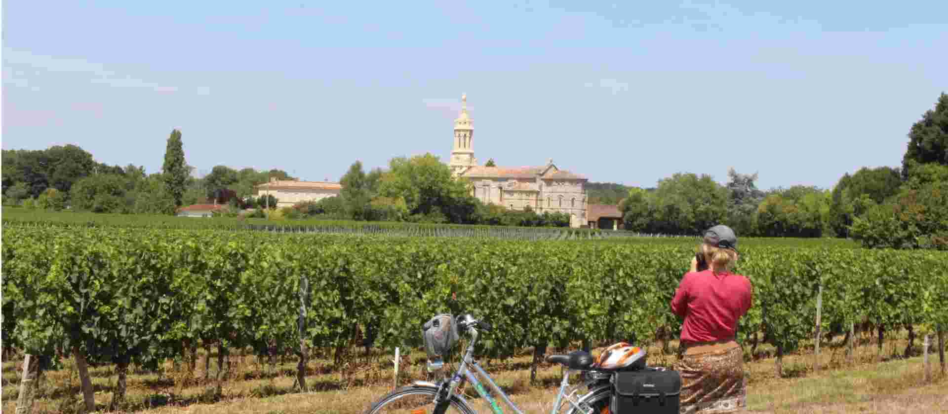 Bordeaux Vineyard Cycle