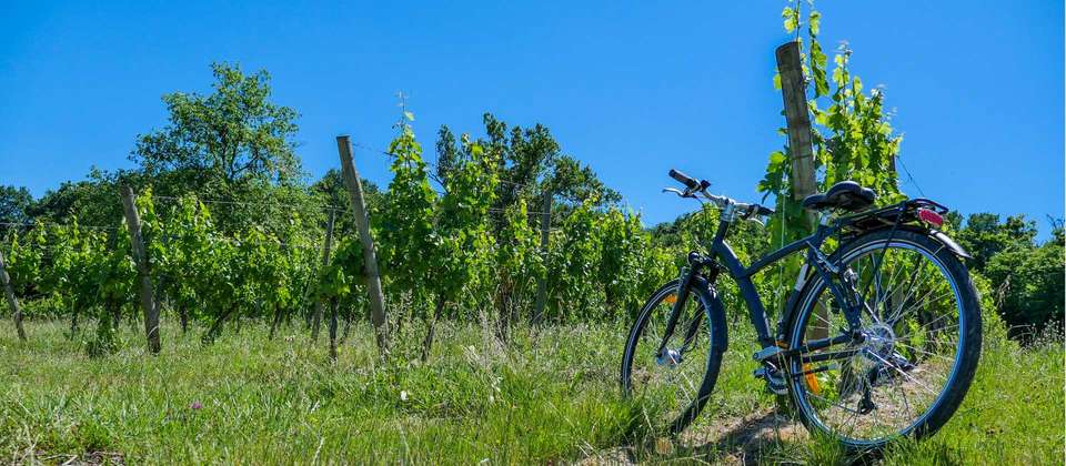 Bordeaux Vineyard Cycle - Utracks - France - Image 3