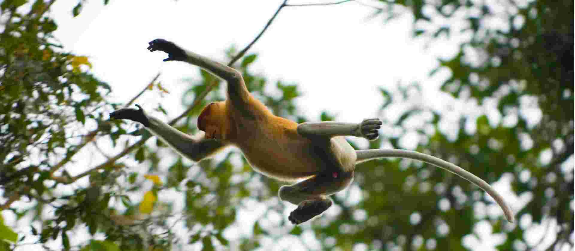 Borneo Adventure