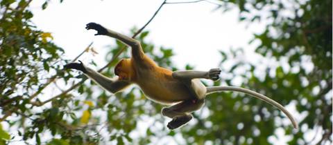 Borneo Adventure - August 2026