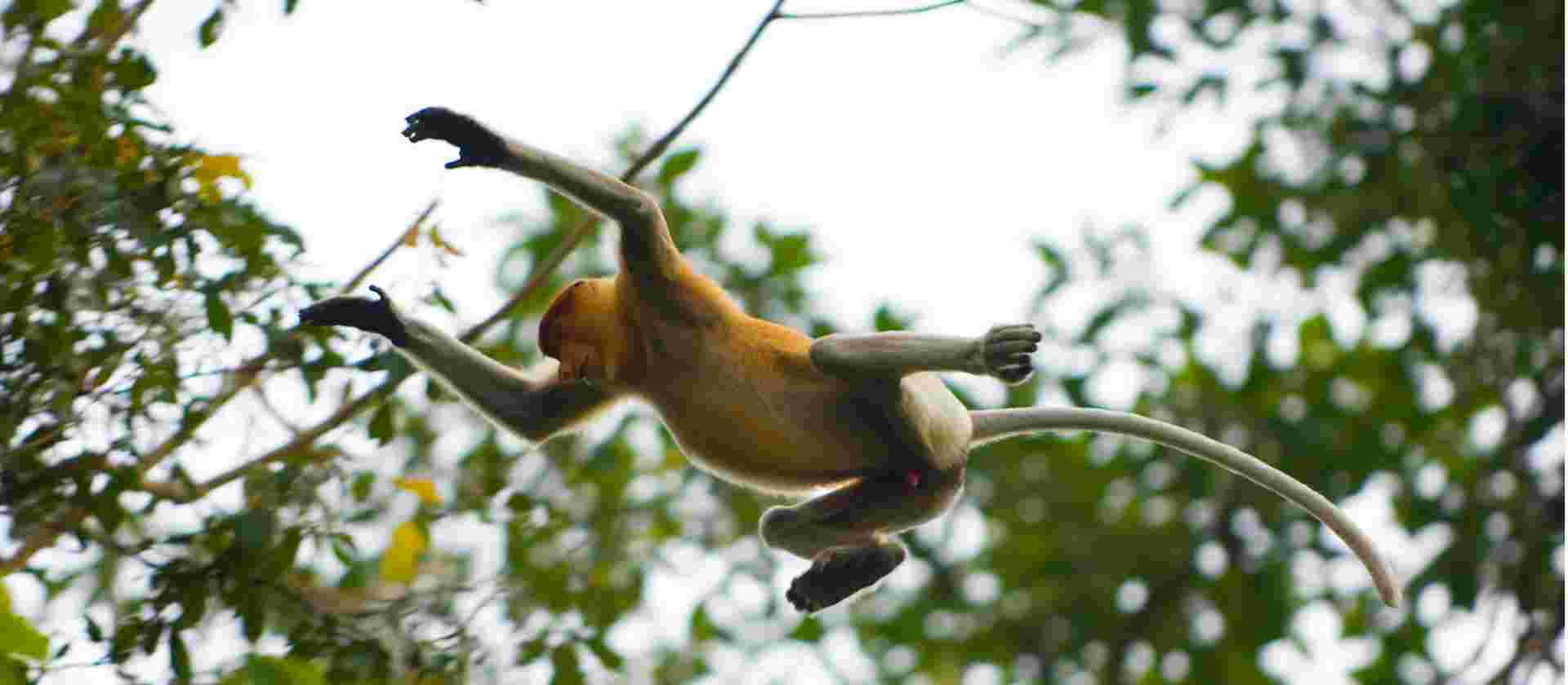 Borneo Adventure
