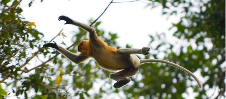 Borneo Adventure