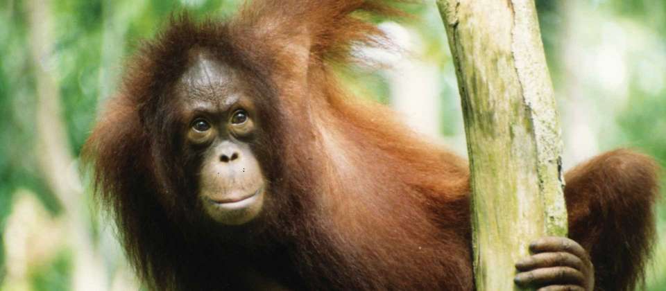 Borneo Adventure - World Expeditions - Malaysia - Image 4