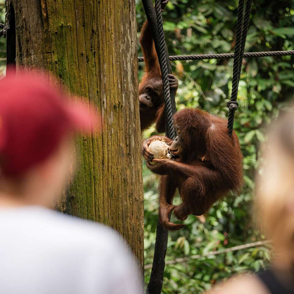 Borneo Adventure - Contiki - Malaysia - Image 5