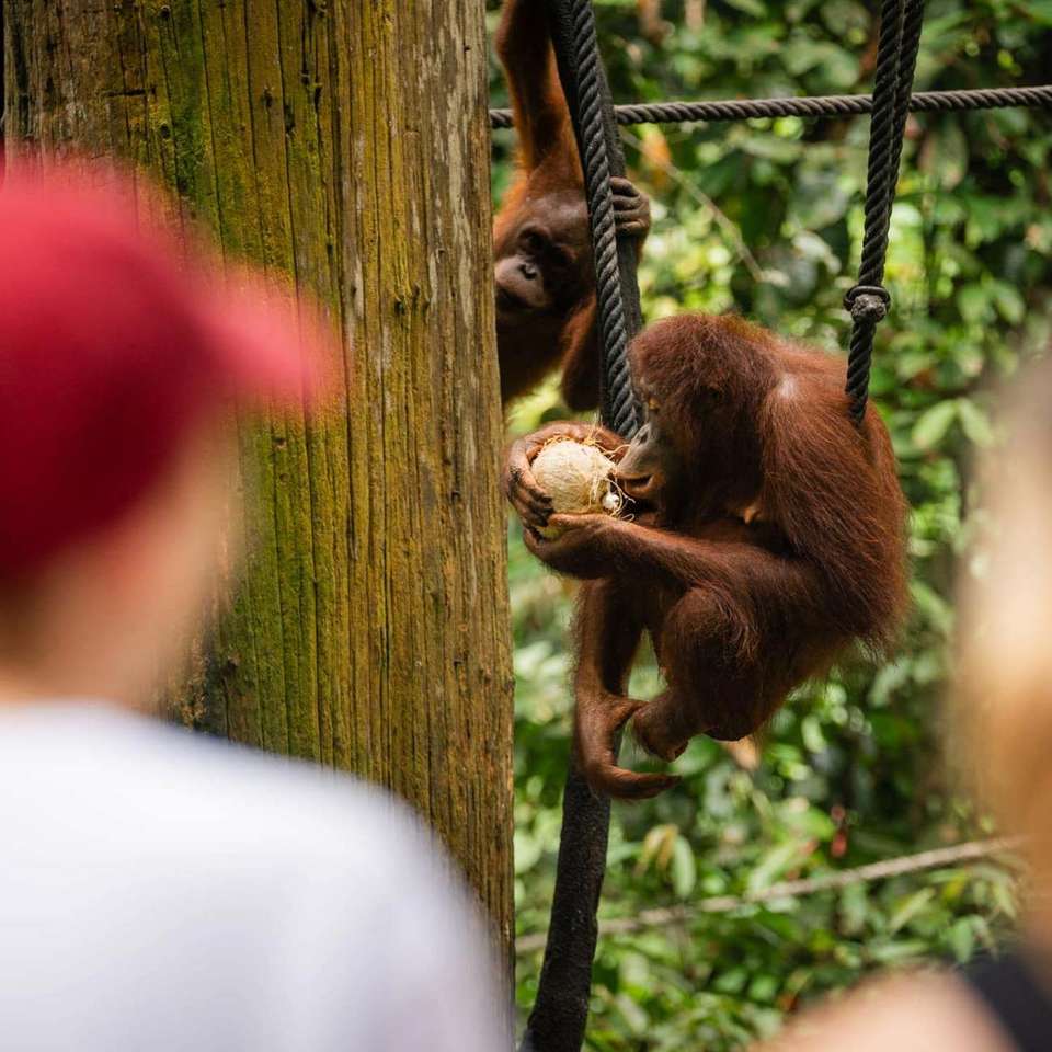 Borneo Adventure - Contiki - Malaysia - Image 5