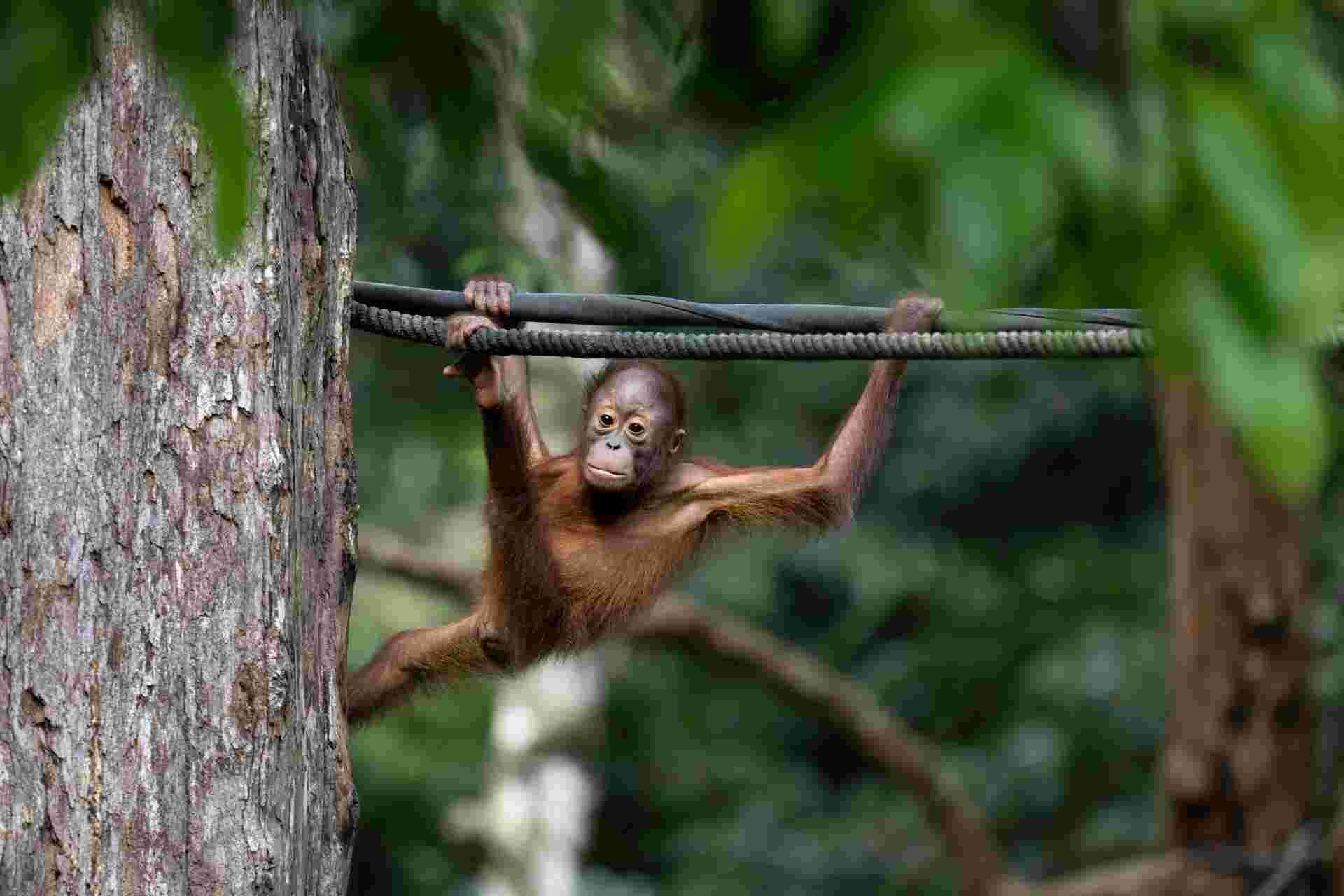 Borneo & the Malaysian Peninsula