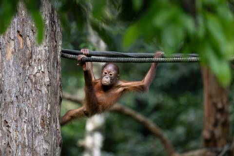 Borneo & The Malaysian Peninsula - June 2026